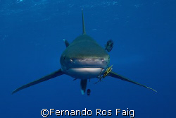 Carcharhinus longimanus in Little Brother, take with a Ni... by Fernando Ros Faig 
